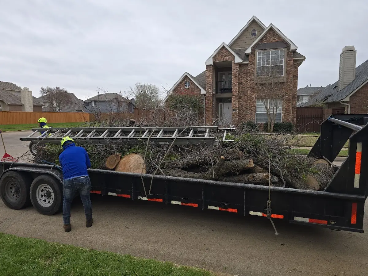 Expert Tree Removal with proper safety equipment in Castor